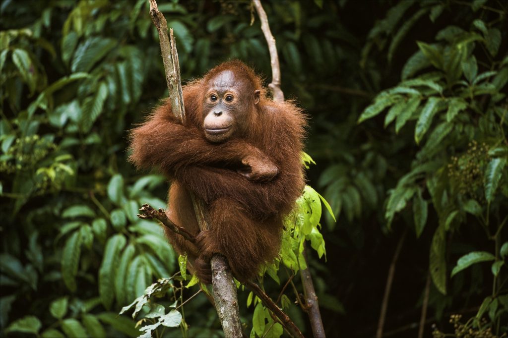 Junger Orang-Utan auf einem Baum sitzend