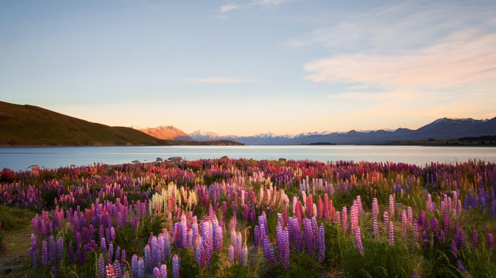 Die Morgensonne beleuchtet Lupinen, die am Lake Tekapo auf der Südinsel Neuseelands wachsen.