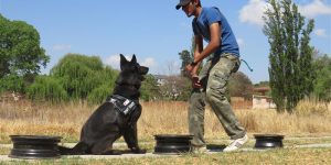 Hundetraining Wilspürhund