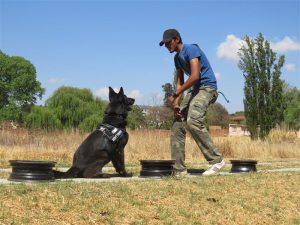 Hundetraining Wilspürhund