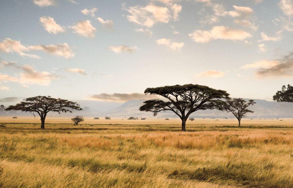 Savanne mit Schirmbäumen in der Serengeti, Tansania